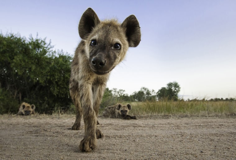 Come here, hyena! Wildlife photographer Marlon Du Toit said he 'twinkled his toes' to entice this curious critter to come say hello.
